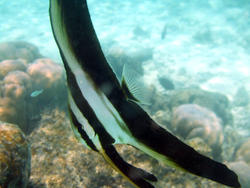 4533   banner fish maldives