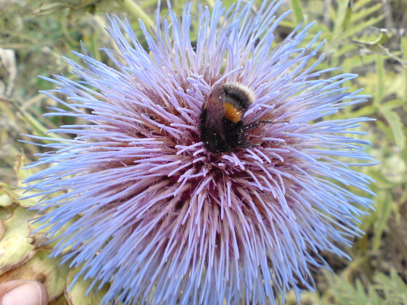 <p>Bee thistle</p>