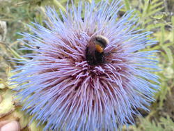 4587   bee thistle