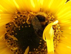 4935   bee  in sunflower1