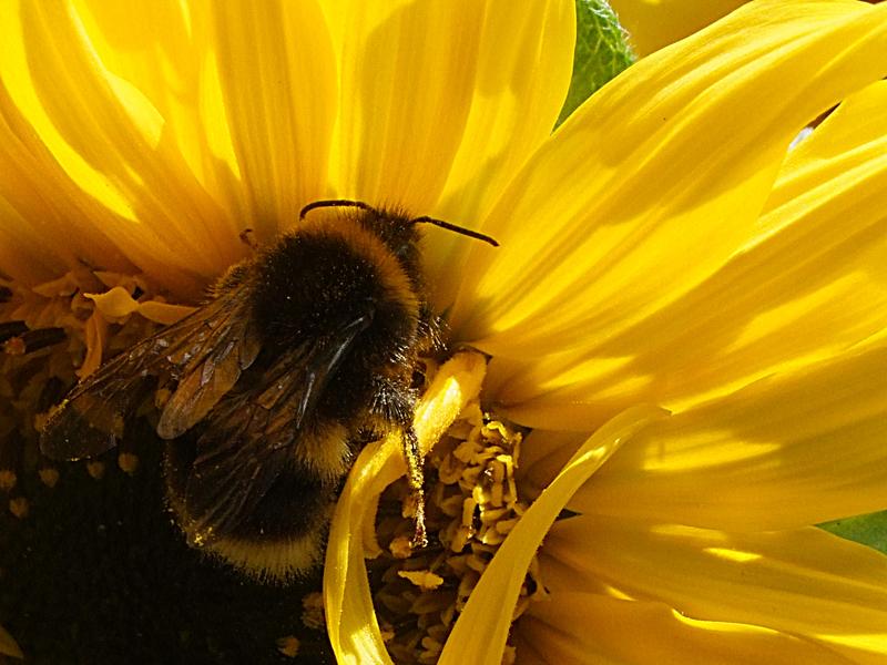 <p>macro image of a bee in a flower</p>