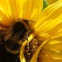 4936   bee  in sunflower2