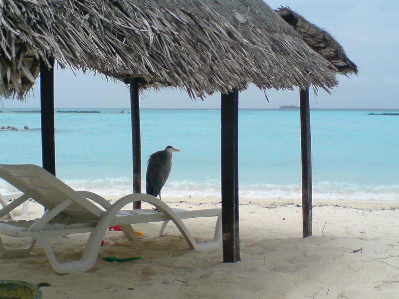 <p>maldivian beach heron looking out to sea</p>