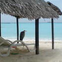 4525   bird in beach shelter