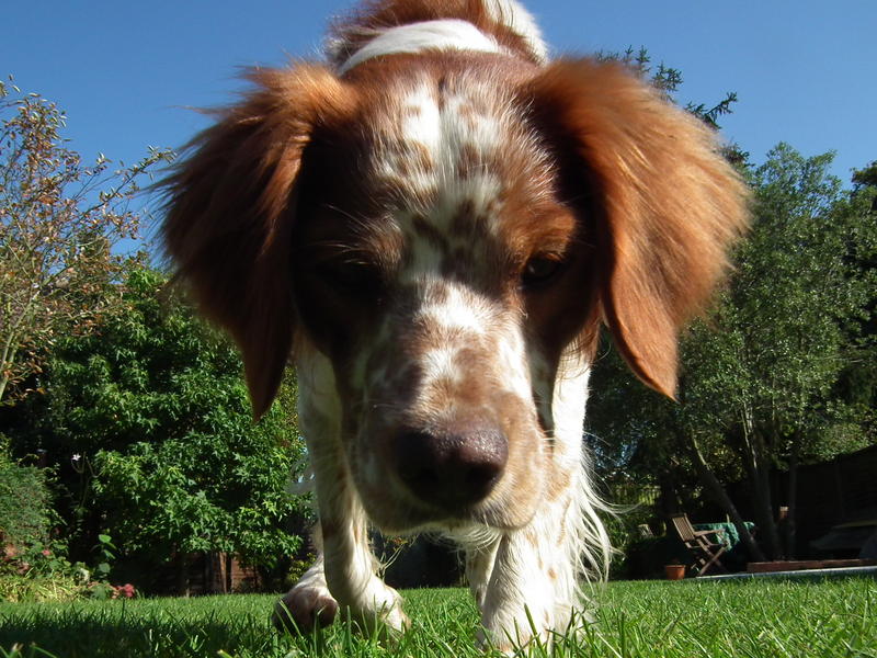 <p>&nbsp;Brittany Spaniel</p>