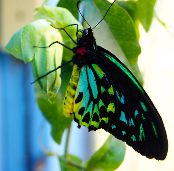 Closeup of an exotic butterfly