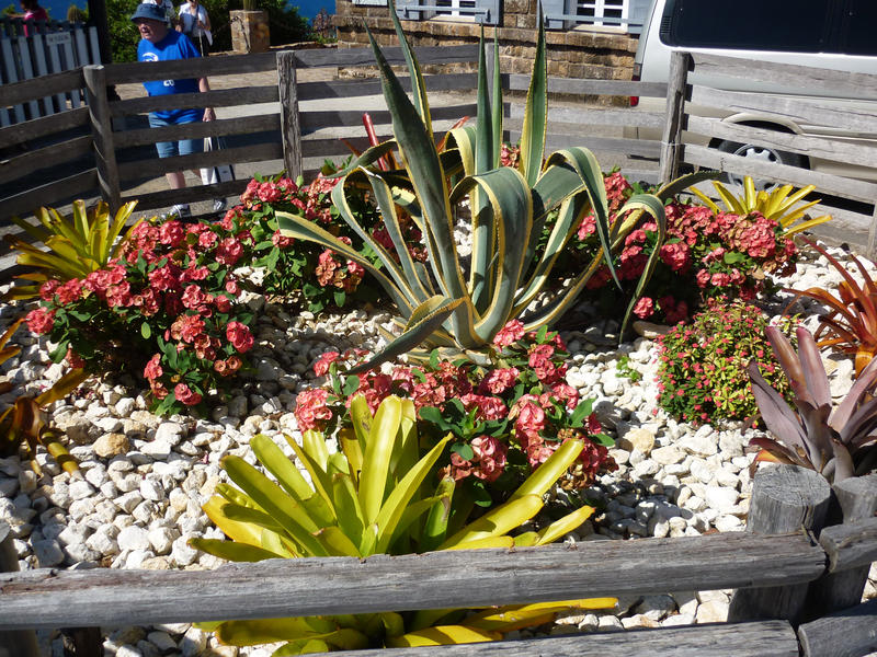 a small cactus garden stocked with a variety of succulents