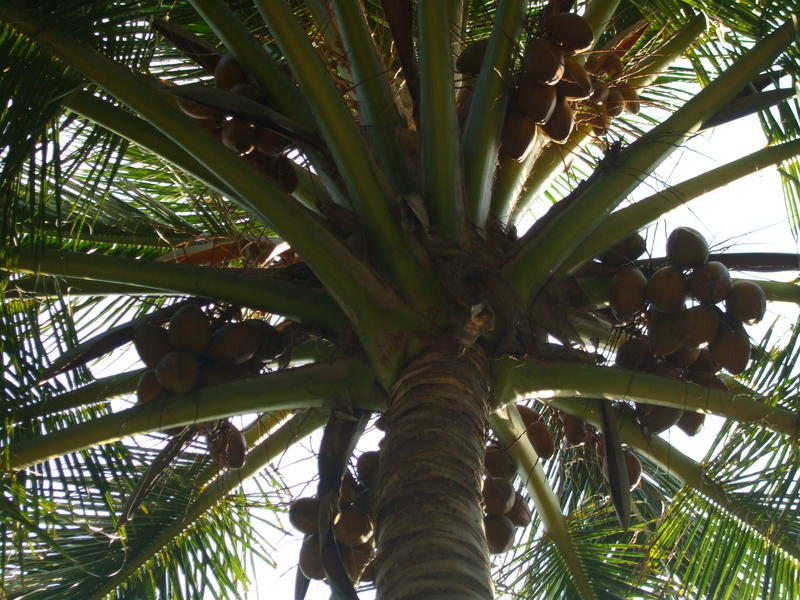 <p>coconut growing at the top of a coconut palm tree</p>