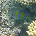 4473   coral fish