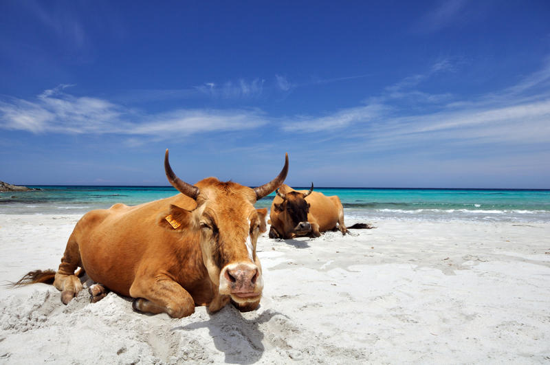 Cows on Plage Saleccia, Desert des Agriates, Corsica 