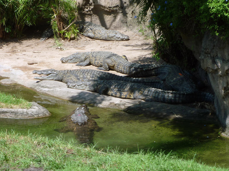 alligators soaking up the sun on a river bank