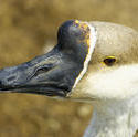 4997   Brown Goose