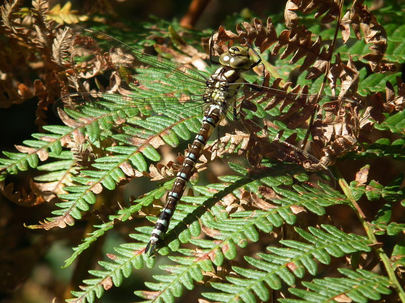 <p>A Southern Hawker Drangonfly. Hope you like it :) </p>