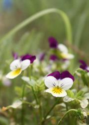 4649   edible flowers