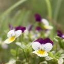 4649   edible flowers