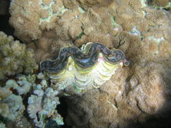 4455   egypt clam