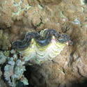 4455   egypt clam