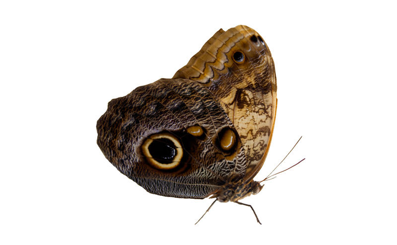 <p>Exotic Moth on White Background</p>Exotic moth on white background