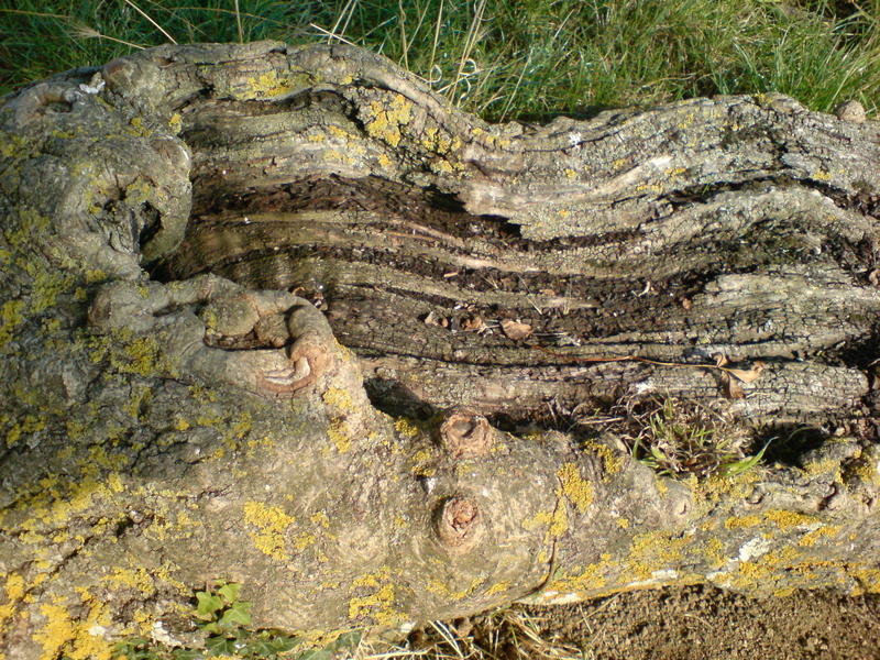 <p>fallen tree texture</p>