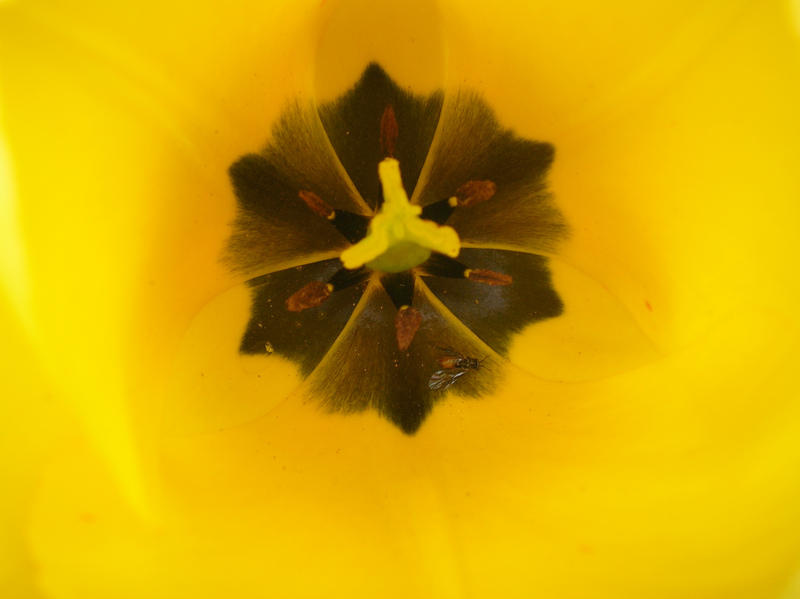 <p>yellow tulip flower with a fly inside</p>          