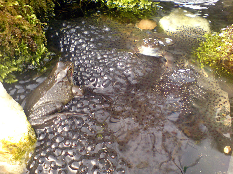 <p>frog spawn and frogs in a pond</p>