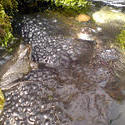 4486   frog spawn