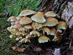 4967   fungi1