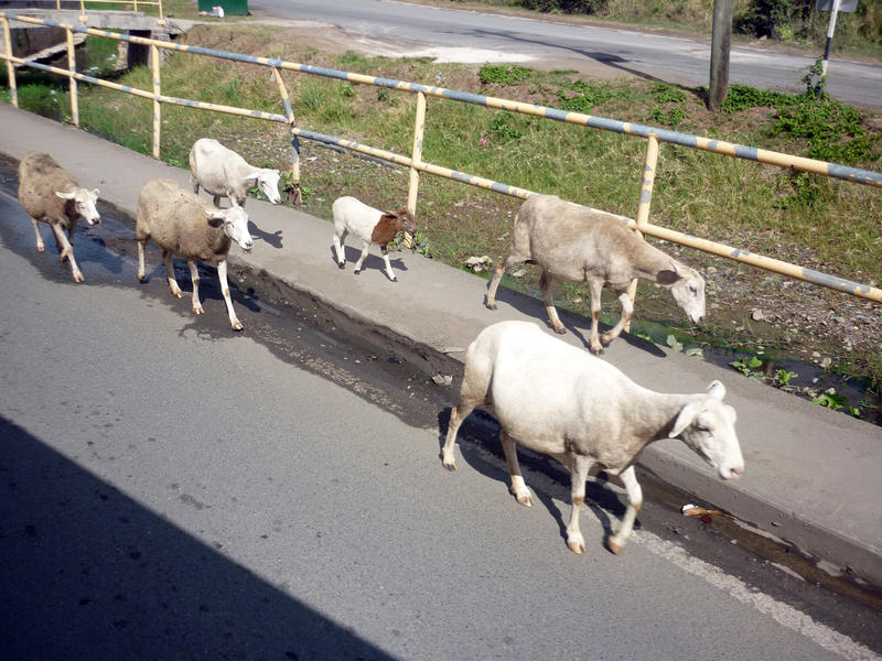 goats on the road side in the british virgin islands