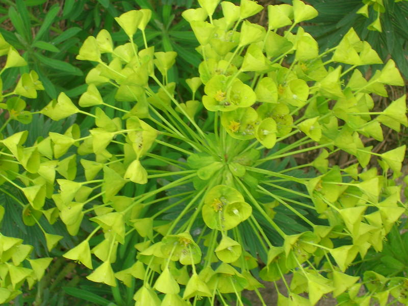 <p>green yellow foliage</p>