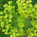 4520   green yellow foliage