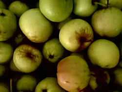 4609   green apples watercolor