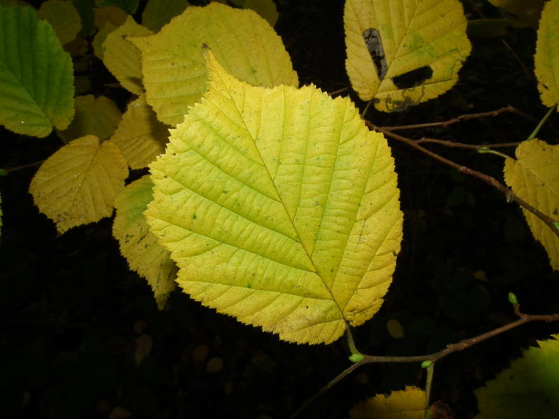 <p>Leaf </p>