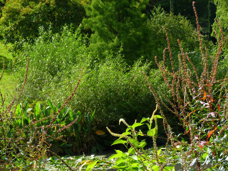 <p>Green Shrubs by Water</p>