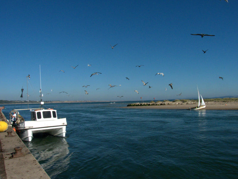 <p>Gulls over the Race</p>