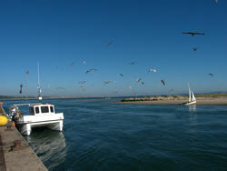 4632   gulls over the race