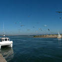 4632   gulls over the race