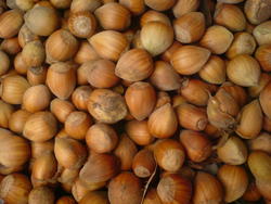 4604   harvest nuts