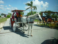 4796   horse and carriage