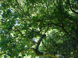 4636   leafy green shade
