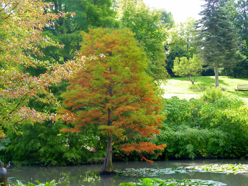 <p>Leaves of Autumn</p>