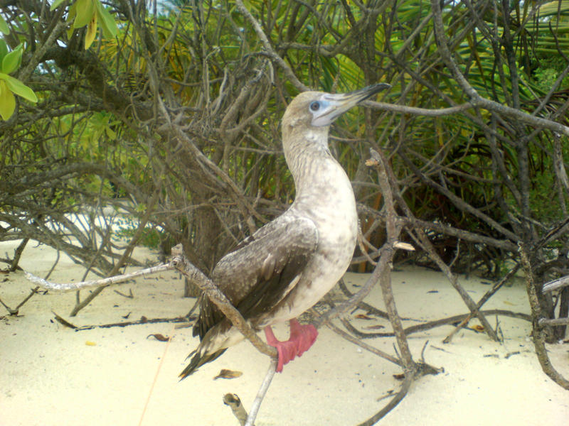 <p>maldivian beach duck</p>