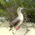 4524   maldives beach bird