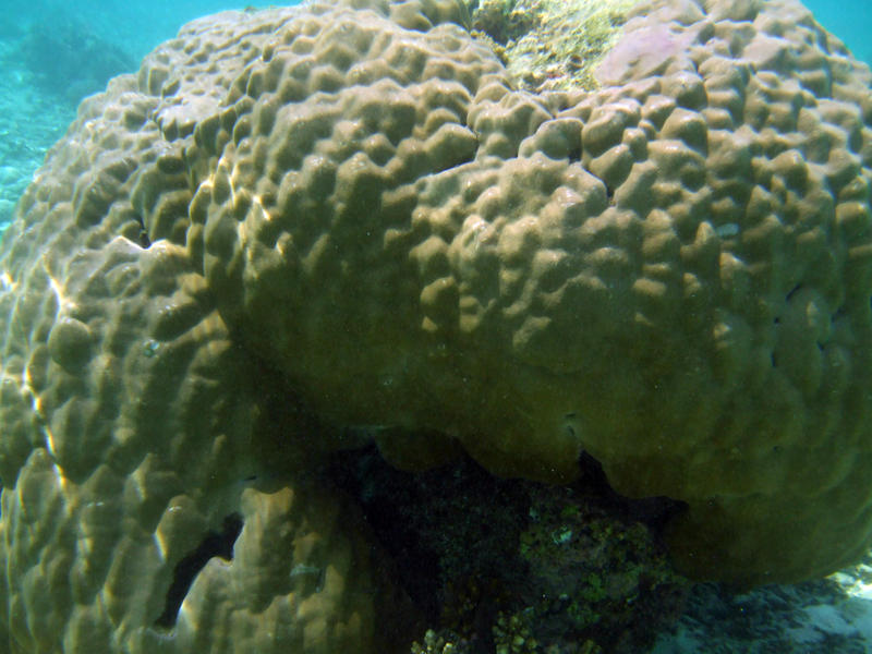 <p>brain coral</p>