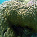 4466   maldives brain coral