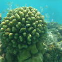 4470   maldives corals 0
