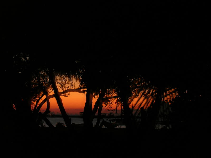 <p>palm sunset</p>