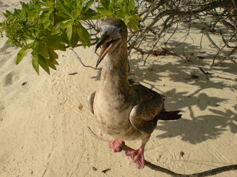 <p>maldivian beach duck</p>