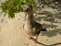 4526   maldivian beach duck