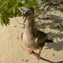 4526   maldivian beach duck