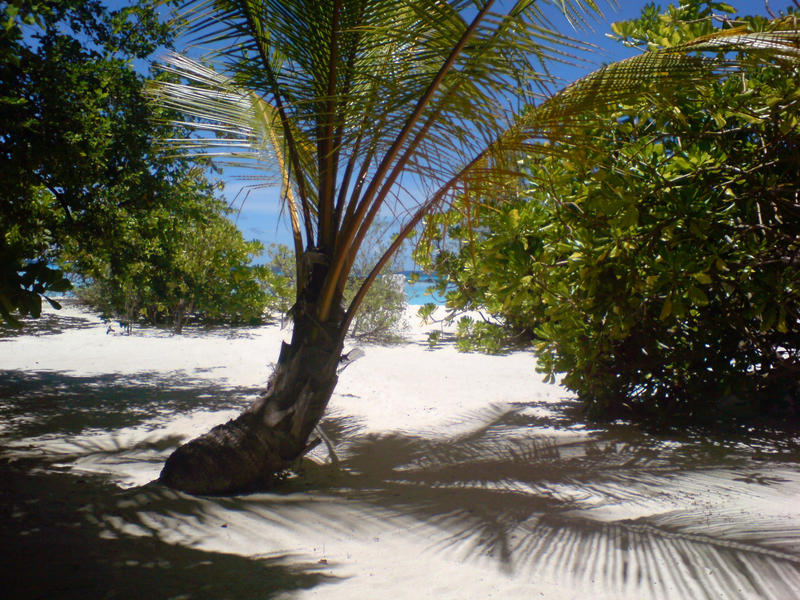 <p>maldivian palm and sandy beach</p>